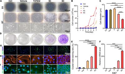 Novel Cell Culture Paradigm Prolongs Mouse Corneal Epithelial Cell Proliferative Activity in vitro and in vivo